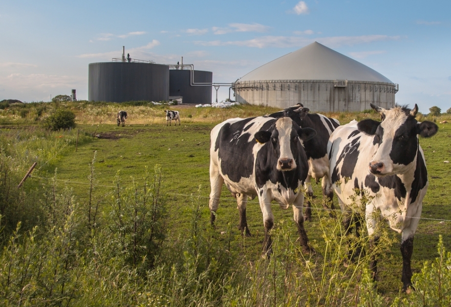 В Италии наладили фермерское производство биогаза из коровьих экскрементов