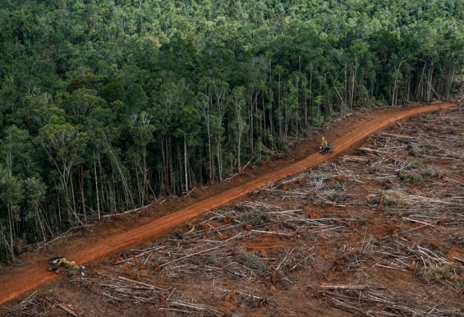La FAO : Le monde doit mettre fin à la déforestation et utiliser les forêts de manière durable