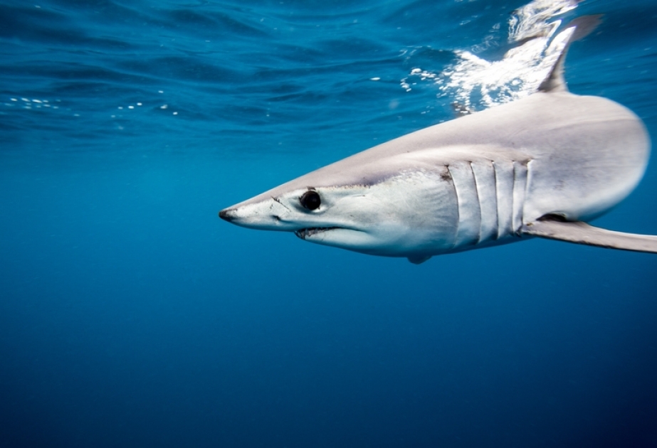 12 datos sobre los tiburones que pueden sorprenderle