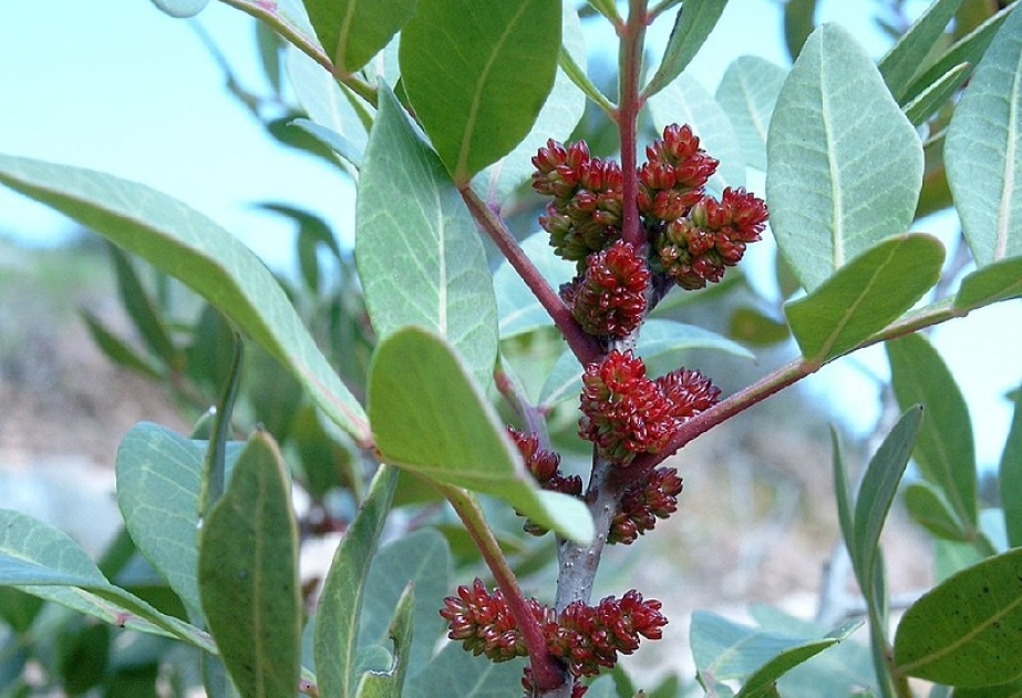 “Qırmızı kitab”a salınmış bitki növünün çoxaldılmasına başlanılıb