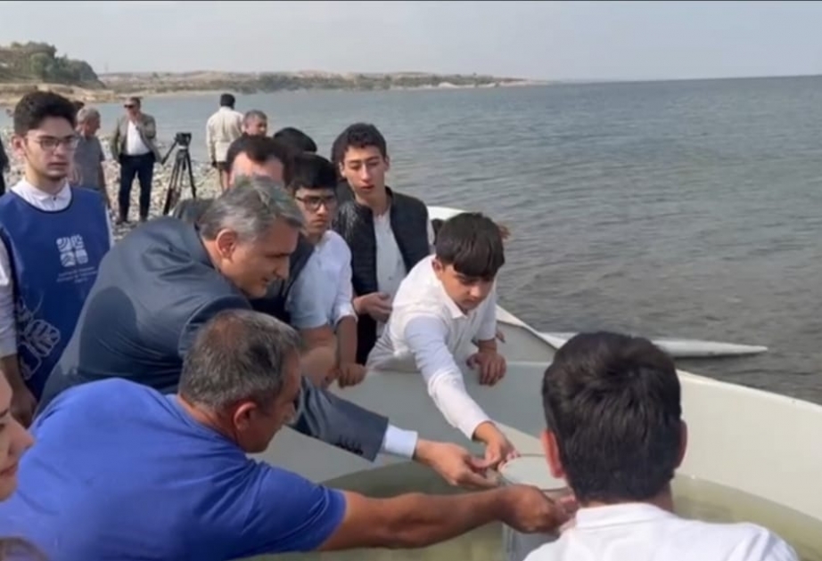 Şəmkir və Yenikənd su anbarlarına balıq körpələri buraxılıb