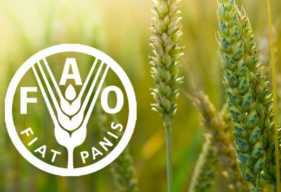 La FAO : Les prix des aliments en baisse pour le 6e mois consécutif, notamment grâce aux huiles végétales