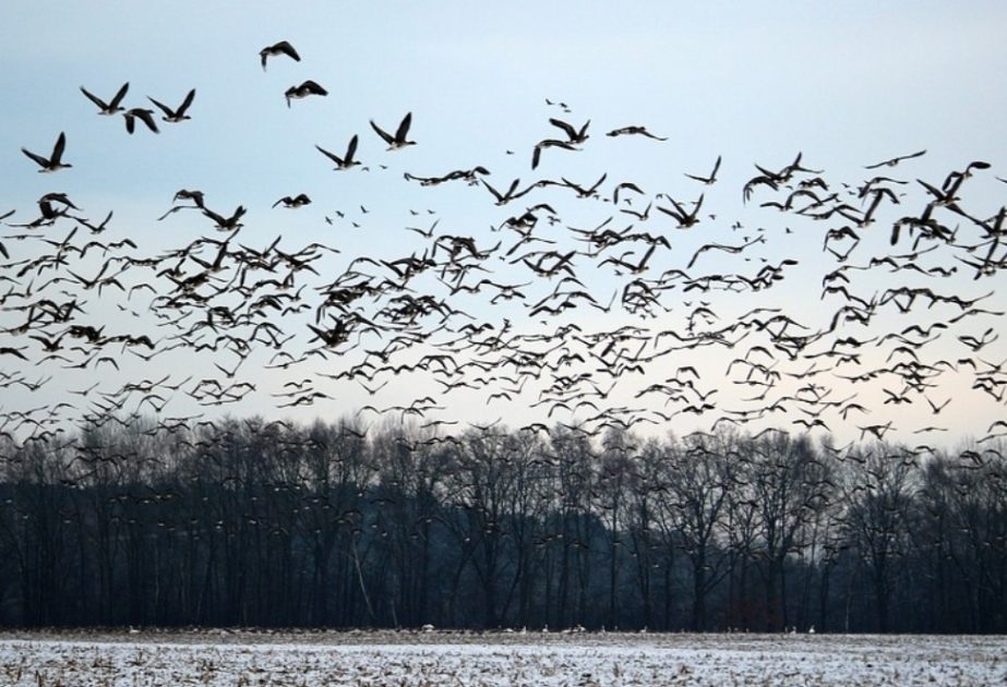 Aujourd’hui, c’est la Journée mondiale des oiseaux migrateurs