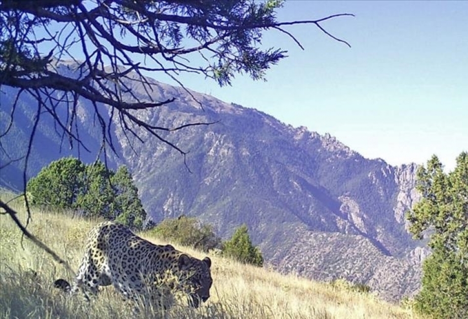 Anatolian leopard caught on camera in Türkiye