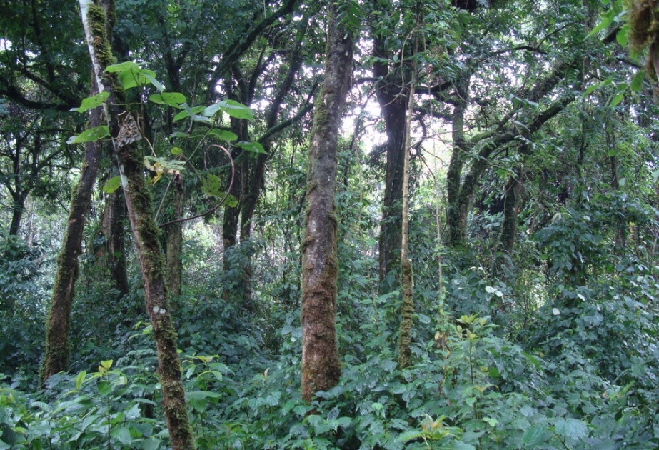 DR Congo’s Virunga National Park - UNESCO World Heritage site, home to Africa’s most active volcanoes