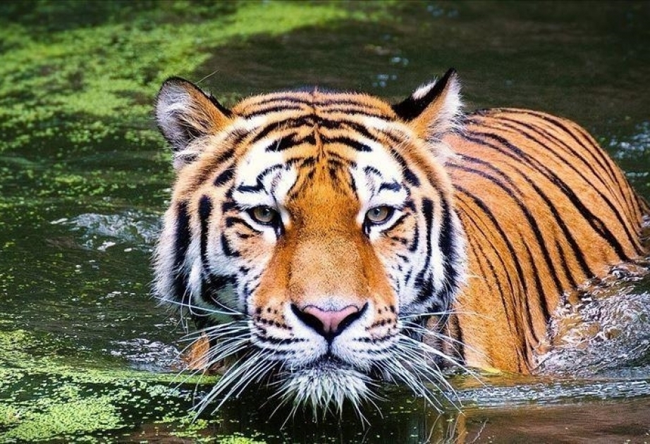 Global wildlife population sees 69% decline since 1970: Study