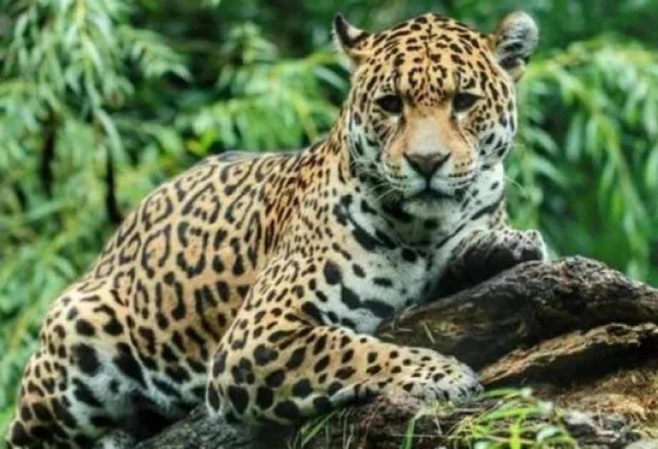 Las poblaciones de animales se han reducido a más de la mitad en los últimos 50 años