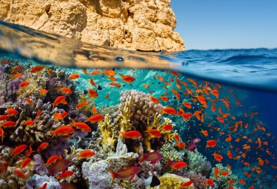 Dank Klimagedächtnisses könnte Rotes Meer zum letzten Refugium für Korallen werden