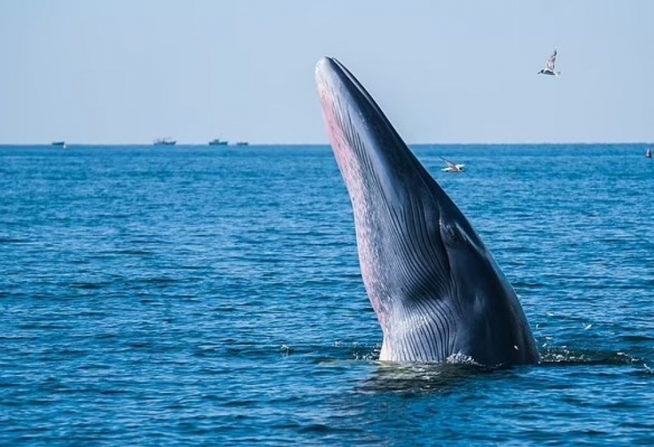 Ученые бьют тревогу: Мы навсегда можем потерять китов Мексиканского залива
