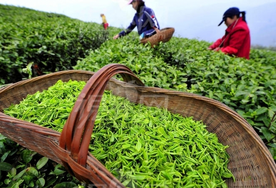 Teeexport in Aserbaidschan sich verdoppelt