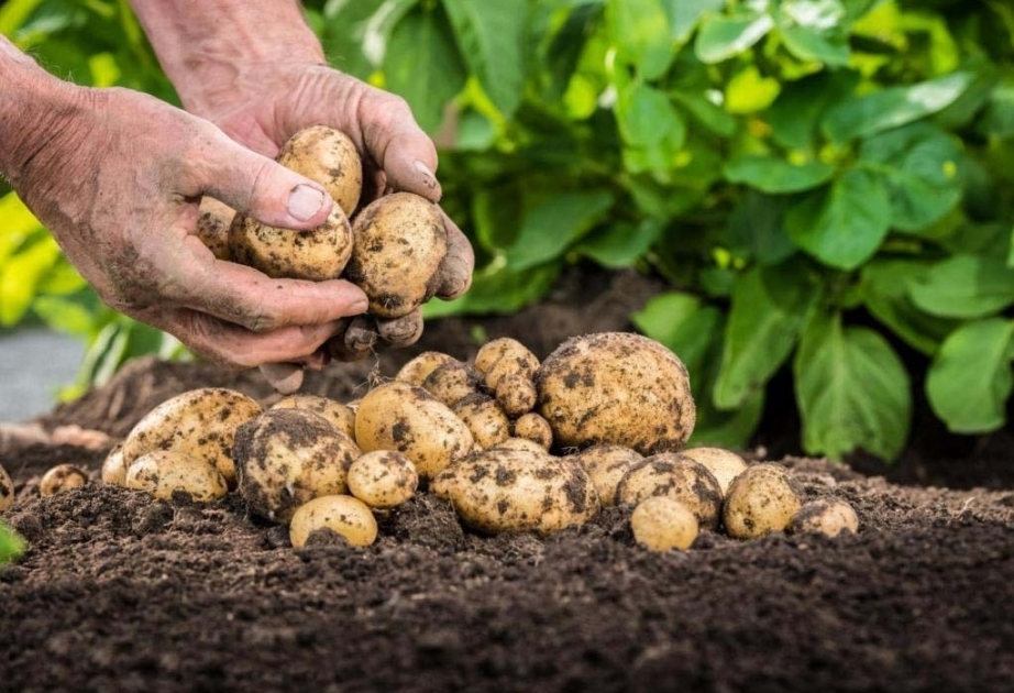 Aserbaidschan exportiert Kartoffeln innerhalb von neun Monaten 2022 im Wert von 36 Millionen US-Dollar