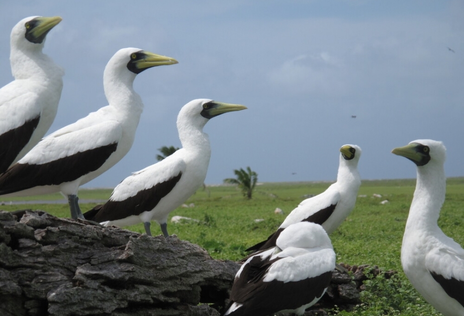 Kiribati's Phoenix Islands Protected Area - one of world's largest intact oceanic coral archipelago ecosystems protected by UNESCO