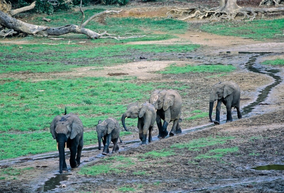 Sangha Trinational - a transboundary conservation complex in North-western Congo Basin, UNESCO World Heritage Site