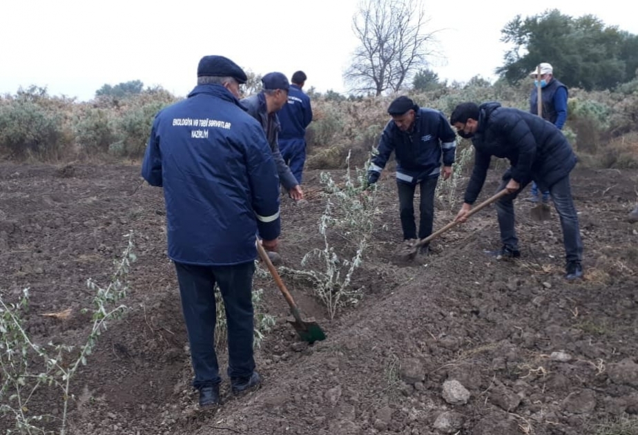 Bu gün meşə fondu torpaqlarında 5 min ağac əkilib