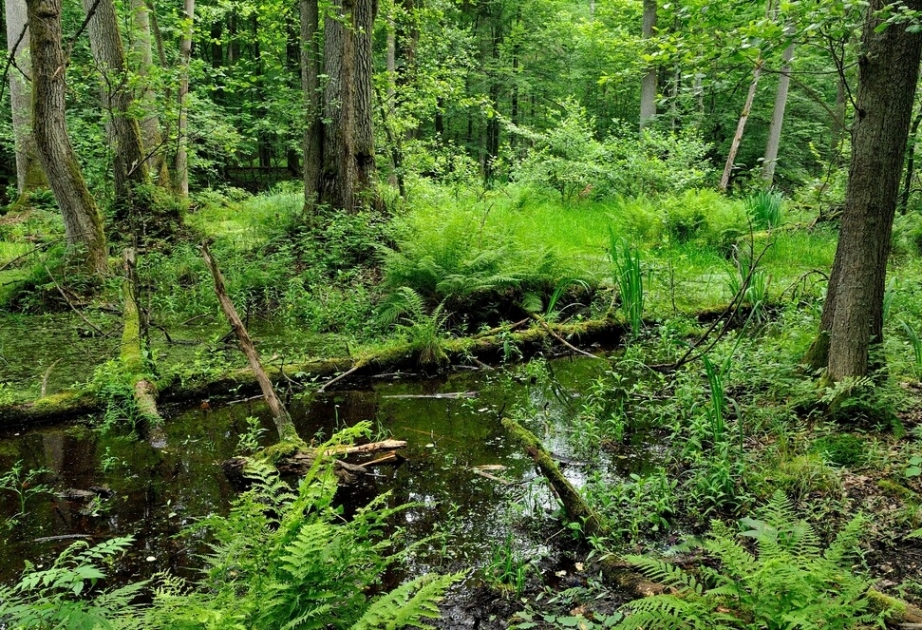 Białowieża Forest - home to largest free-roaming population of European Bison, UNESCO World Heritage Site on border between Poland and Belarus