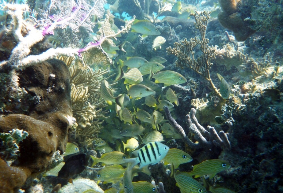 Belize Barrier Reef Reserve System - UNESCO World Heritage site, home to threatened marine turtles and American marine crocodiles