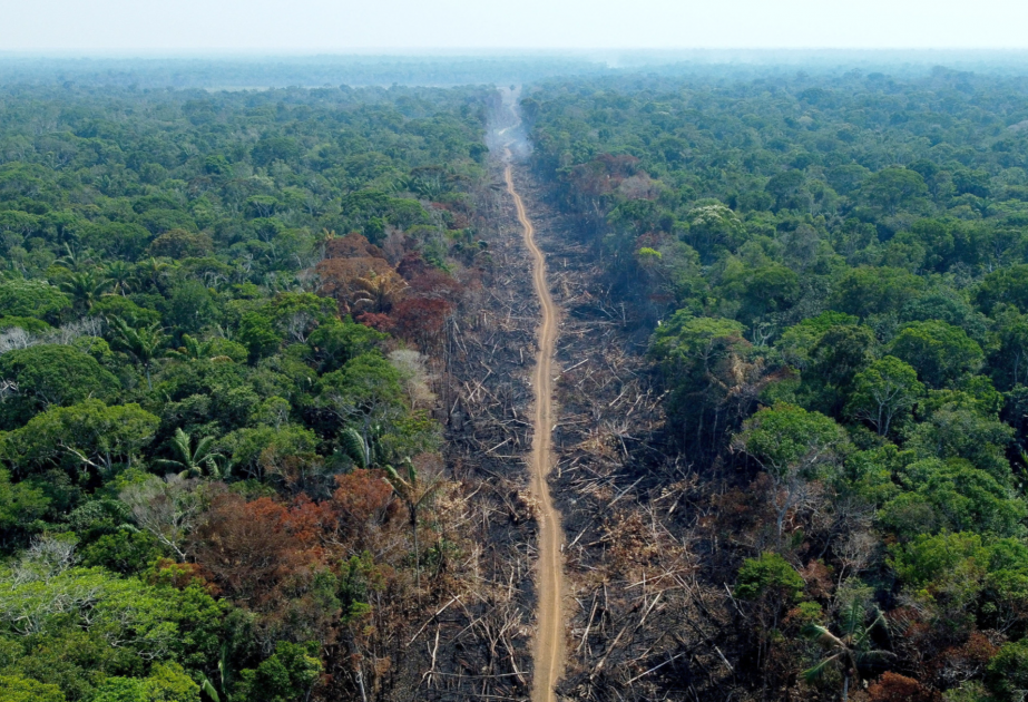 Norway to resume halted aid to Brazil for Amazon forests amid Lula's election victory