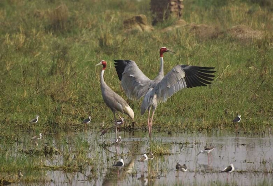 India's Keoladeo National Park - UNESCO World Heritage site, important wintering ground of Palaearctic migratory waterfowl