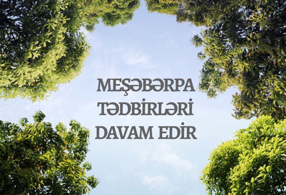 Meşəbərpa tədbirləri davam edir