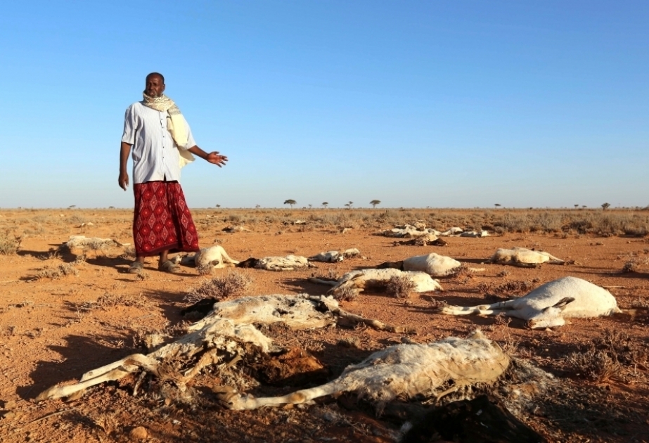 Près de 8 millions de personnes touchées par la sécheresse en Somalie