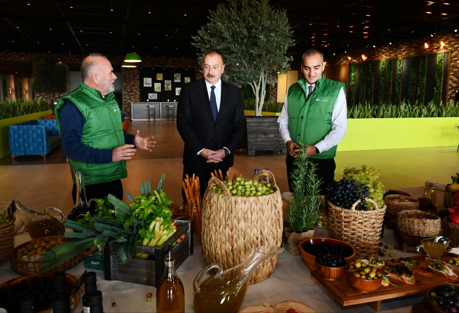 Президент Ильхам Алиев принял участие в открытии завода по переработке оливкового масла и столовых оливок в поселке Зиря  ОБНОВЛЕНО ВИДЕО