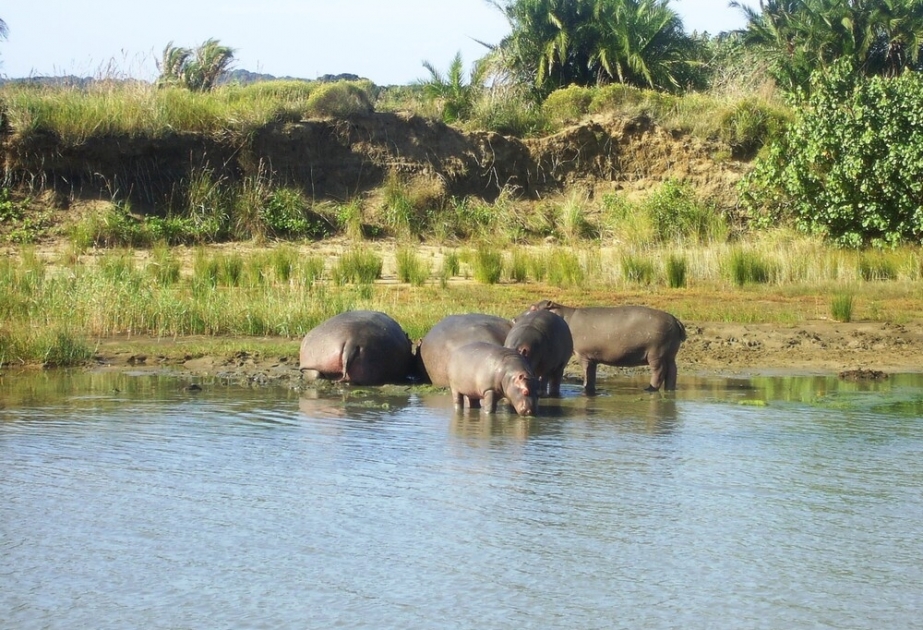 South Africa's iSimangaliso Wetland Park - a treasury of exceptional biodiversity and threatened species protected by UNESCO