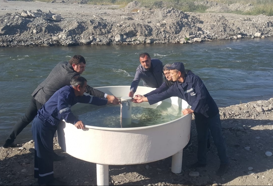 Həkəri çayına növbəti dəfə balıq körpələri buraxılıb