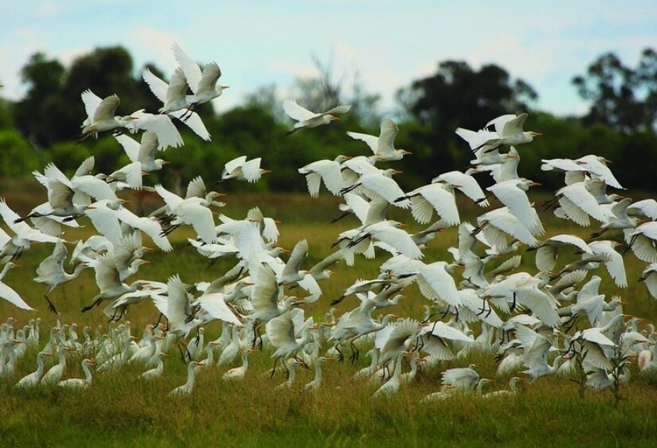 Botswana's Okavango Delta - Africa's largest endorheic delta protected by UNESCO
