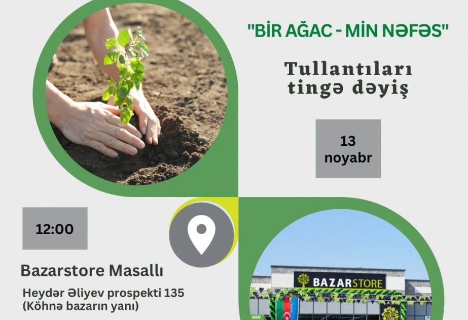 Masallı və Lənkəranda tingpaylama aksiyaları təşkil olunacaq
