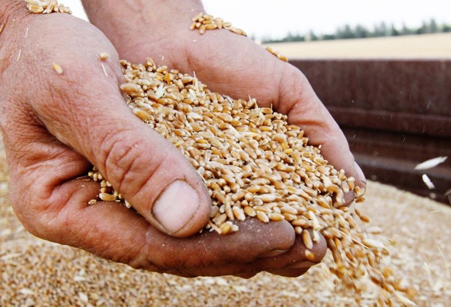 Kremlin spokesman on possible extension of grain deal: such decisions are not announced