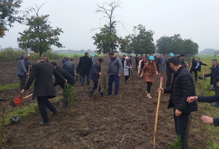Проведена кампания по посадке деревьев с участием районных и городских организаций ПЕА