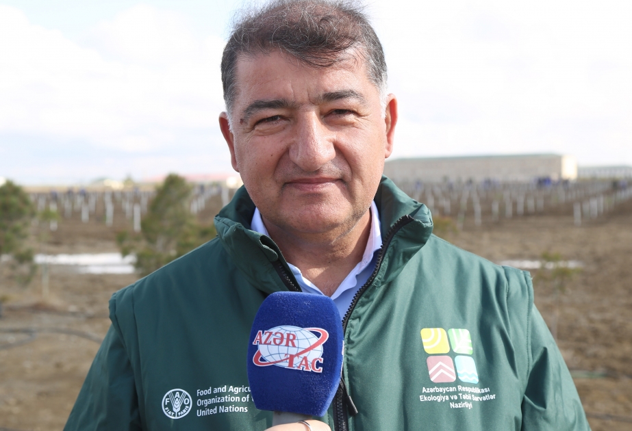 Firdovsi Əliyev: Ağacəkmə aksiyalarının ekoloji təbliğat cəhətdən mühüm əhəmiyyəti var