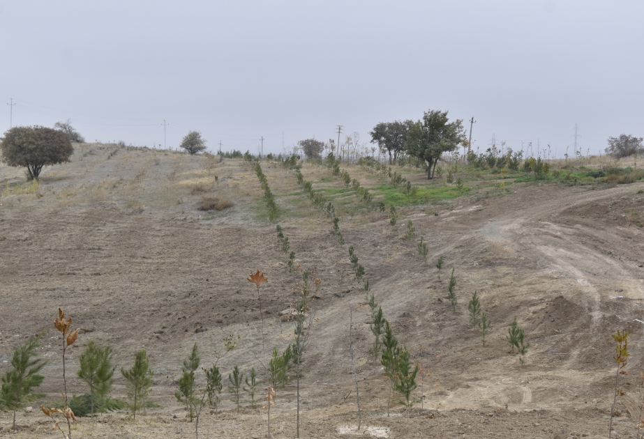 Campaña de plantación de árboles "Respiro por el futuro" en los distritos de Jabrayil y Zangilan