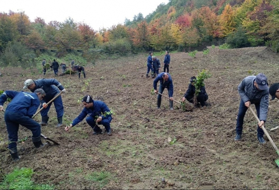Bu gün meşə fondu torpaqlarında 25 min ağac əkilib, 900 kiloqram toxum səpilib