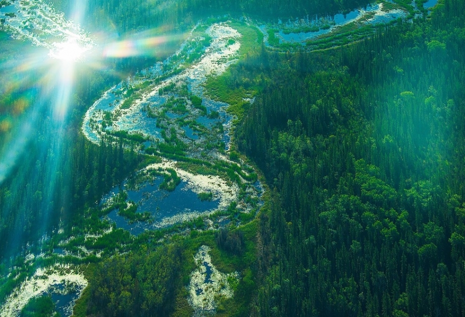 Canada's Wood Buffalo National Park - UNESCO World Heritage site, home to North America's largest population of wild bison