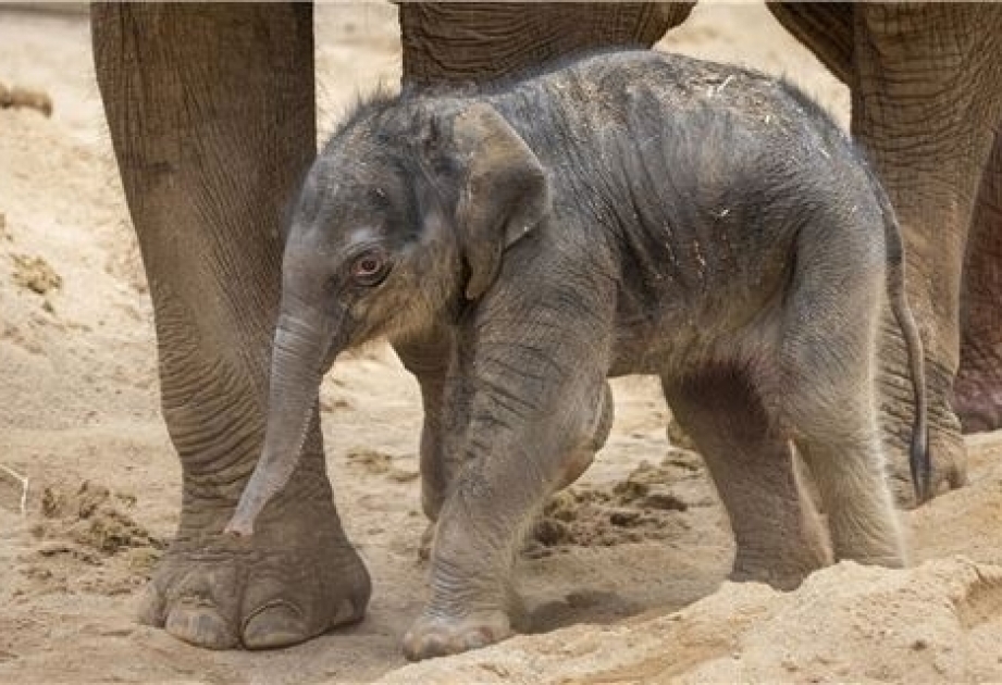 Im australischen Tierpark ein natürlich gezeugtes Elefantenbaby geboren