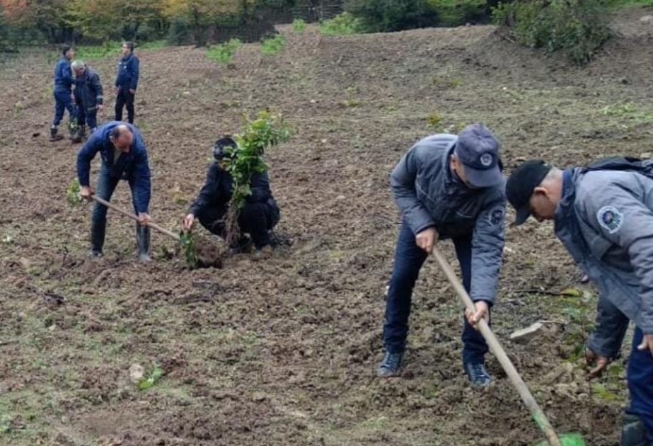 Əkin mövsümü başlayandan meşə fondu torpaqlarında 400 mindən çox ağac əkilib