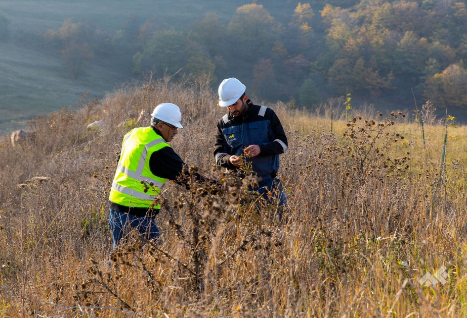 ЗАО AzerGold реализует проект по разведению и реинтродукции редких видов растений, занесенных в «Красную книгу»