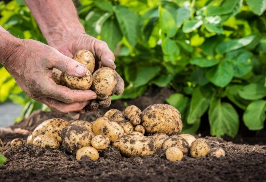 Azerbaïdjan : plus de 78 mille tonnes de pommes de terre exportées en dix mois