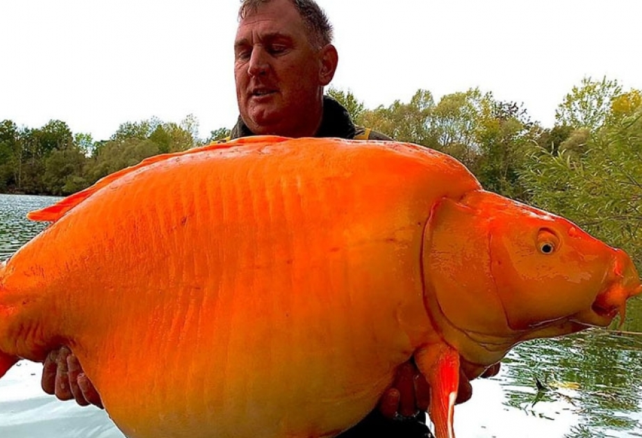 42-jähriger Brite fängt gigantischen Goldfisch