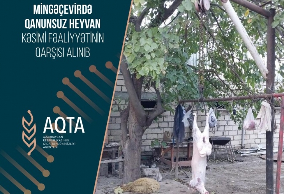 Mingəçevirdə qanunsuz heyvan kəsimi fəaliyyətinin qarşısı alınıb