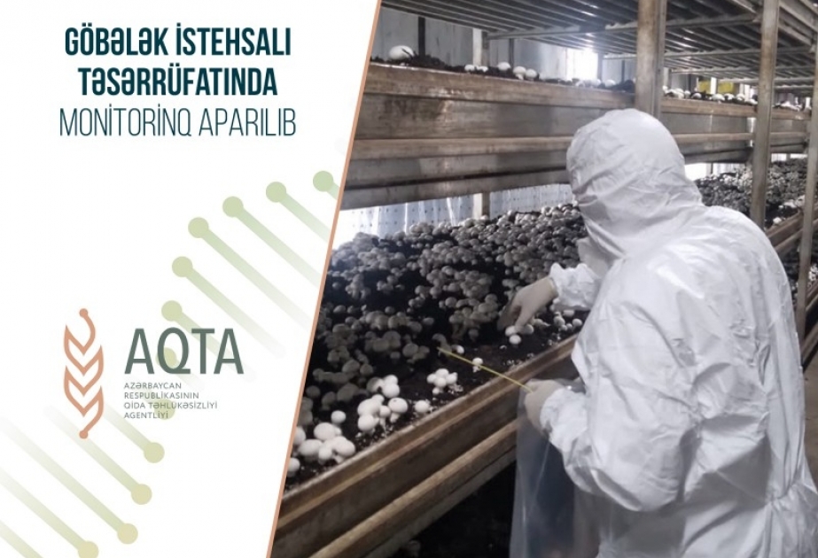 Göbələk istehsalı təsərrüfatında monitorinq aparılıb