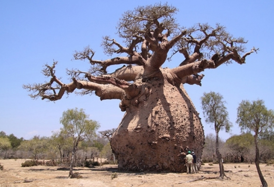 Keniya Gürcüstana baobab ağaclarını satmaqdan imtina edib