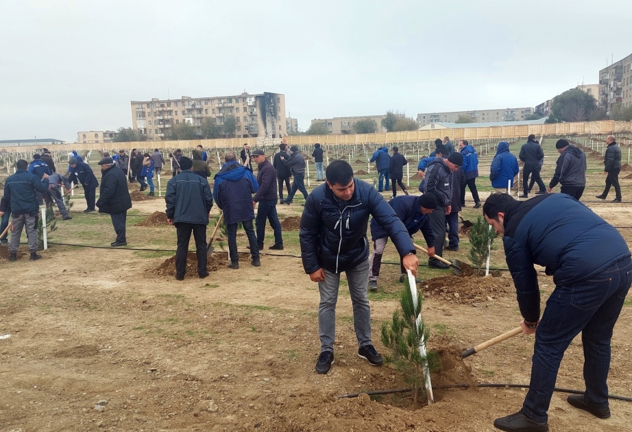 “Azərenerji” ağacəkmə aksiyasına qoşulub