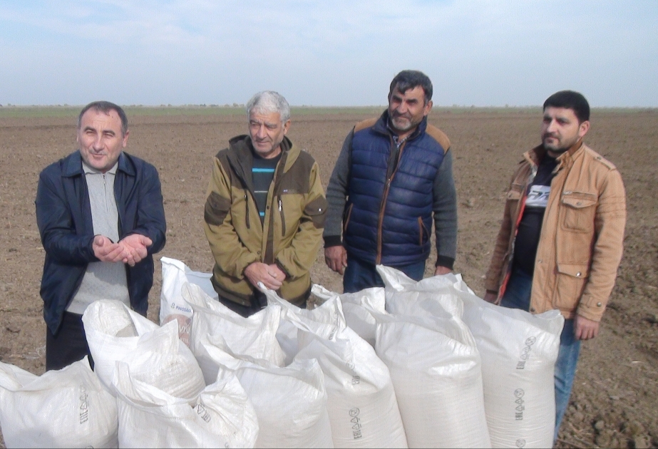 Bu il Biləsuvarda 34 min hektardan çox sahədə taxıl əkiləcək FOTO VİDEO