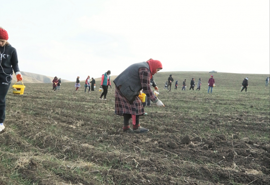 ®  KRAUNKO-R MMC şirkətinə məxsus sahələrdə səpin və dərmanlama işləri aparılır