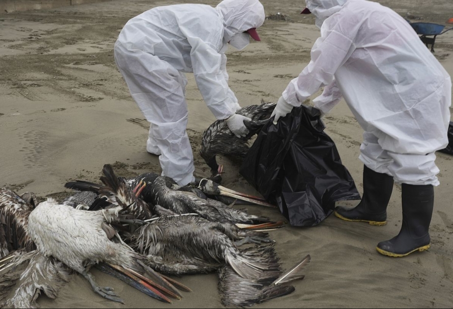 Птичий грипп убил тысячи пеликанов в Перу

