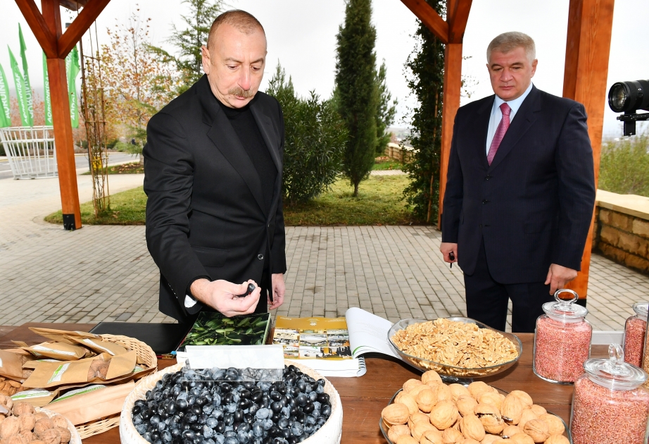 El Presidente Ilham Aliyev se familiarizó con las condiciones creadas en el Agroparque "Shaki-Oghuz"