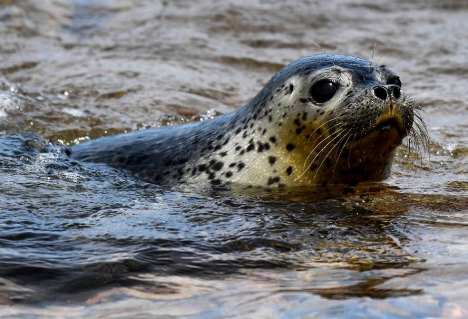 Туши 700 мертвых тюленей нашли на побережье Каспийского моря в Дагестане

