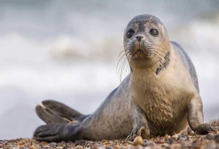 В азербайджанском секторе Каспийского моря не выявлено мертвых тюленей